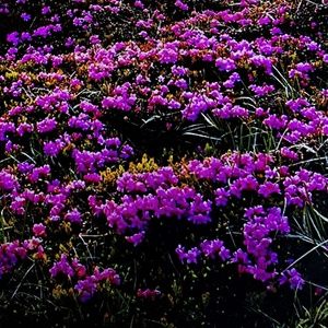 Meet your Posher, Jetta